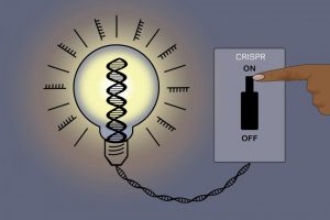 A new CRISPR method allows researchers to silence most genes in the human genome without altering the underlying DNA sequence -- and then reverse the changes. [Jennifer Cook-Chrysos/Whitehead Institute]