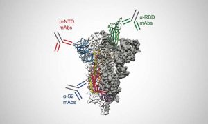 An analysis of blood plasma samples from four people who recovered from SARS-CoV-2 infectionsshows that most of the antibodies circulating in the blood -- on average, about 84% -- target areas of the viral spike protein outside the receptor binding domain (RBD). Credit: University of Texas at Austin